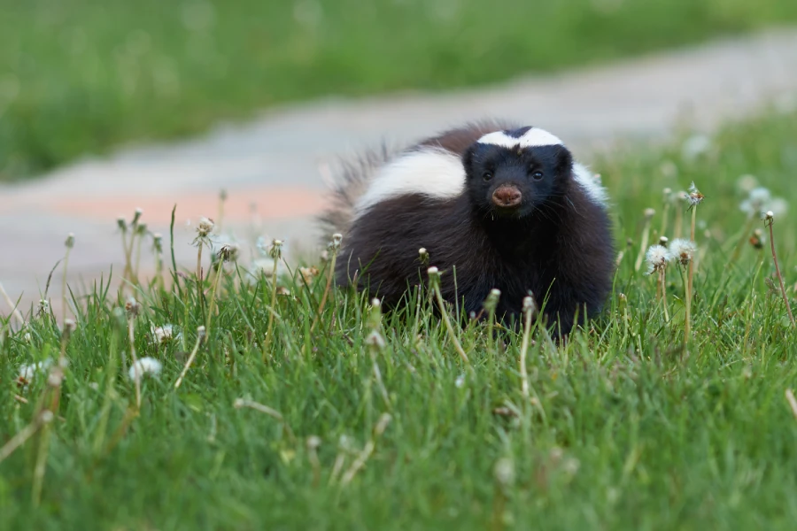 Professional Skunk Removal in Camden, SC