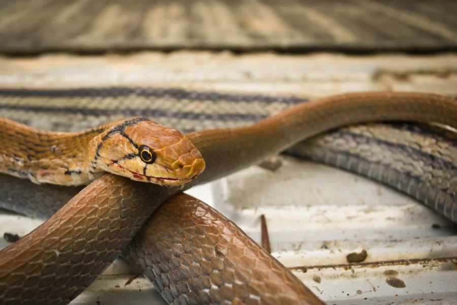 Snake Removal Services