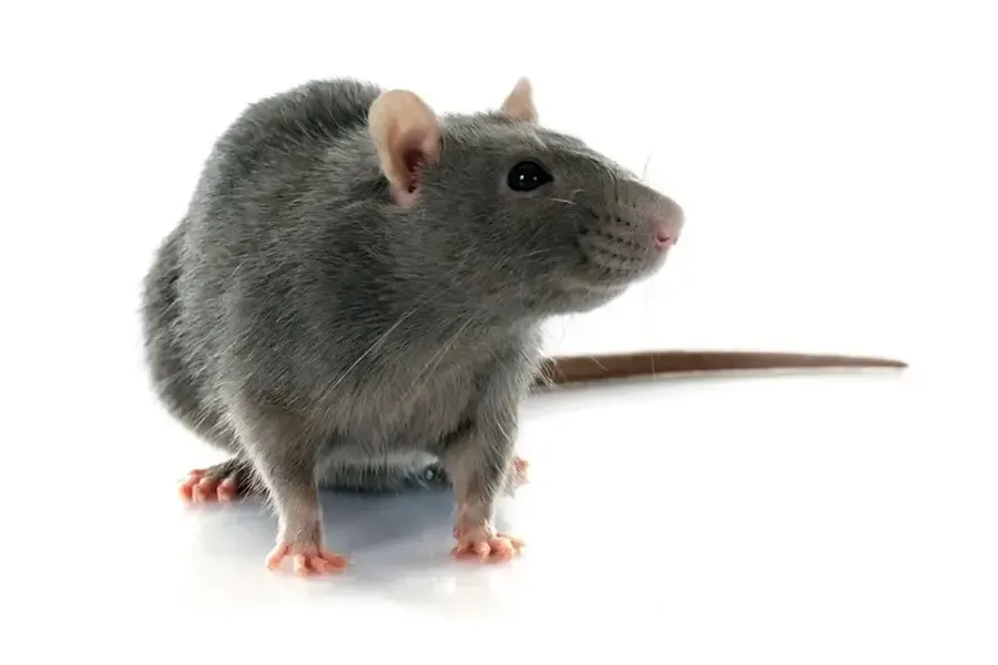 Affordable Rodent Control Camden, SC Affordable Rodent Control Camden, SC