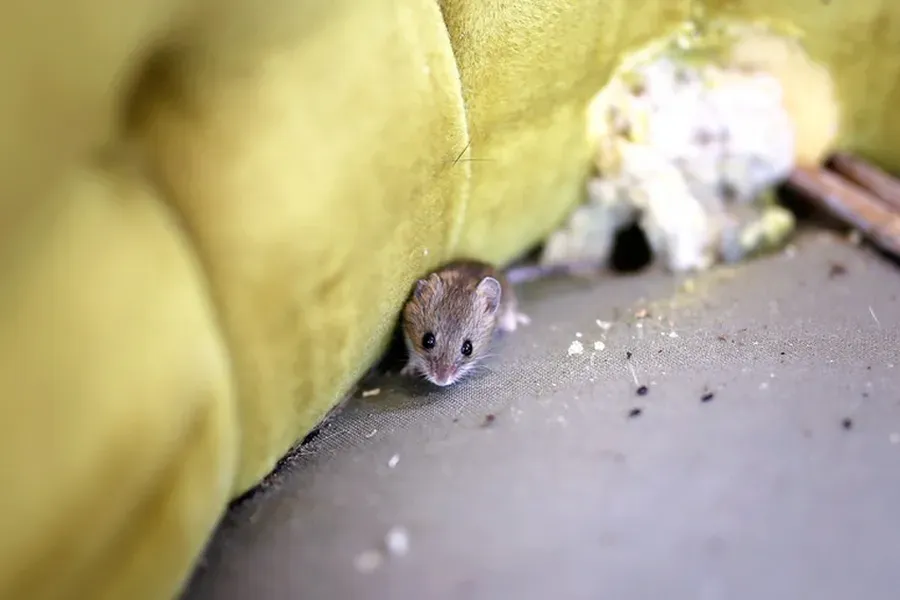 Common Entry Points Rodents Use To Access Your Home Camden, SC Common Entry Points Rodents Use To Access Your Home Camden, SC