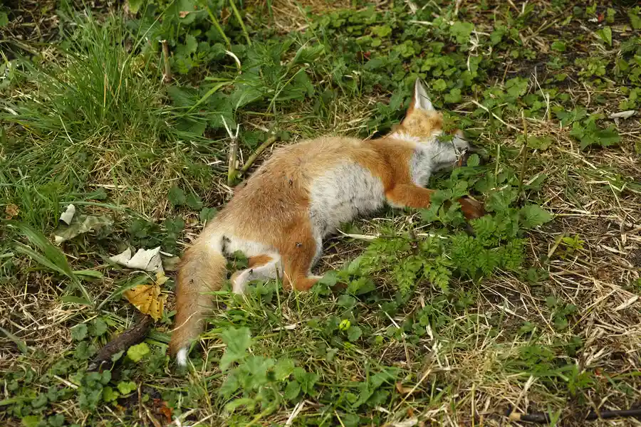 Dead Animal Removal and Sanitization Procedures Camden, SC Dead Animal Removal and Sanitization Procedures Camden, SC