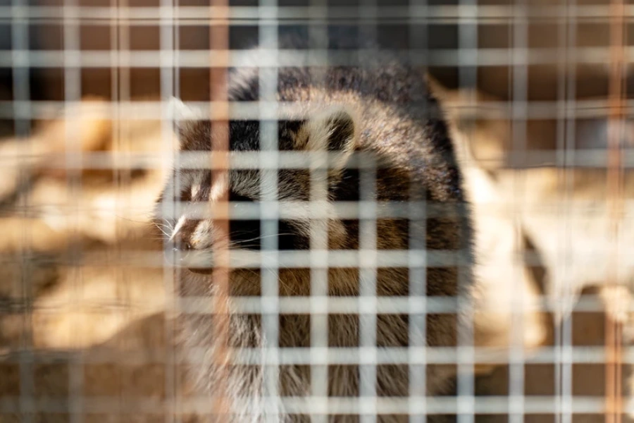 Experienced Raccoon Removal Camden, SC Experienced Raccoon Removal Camden, SC