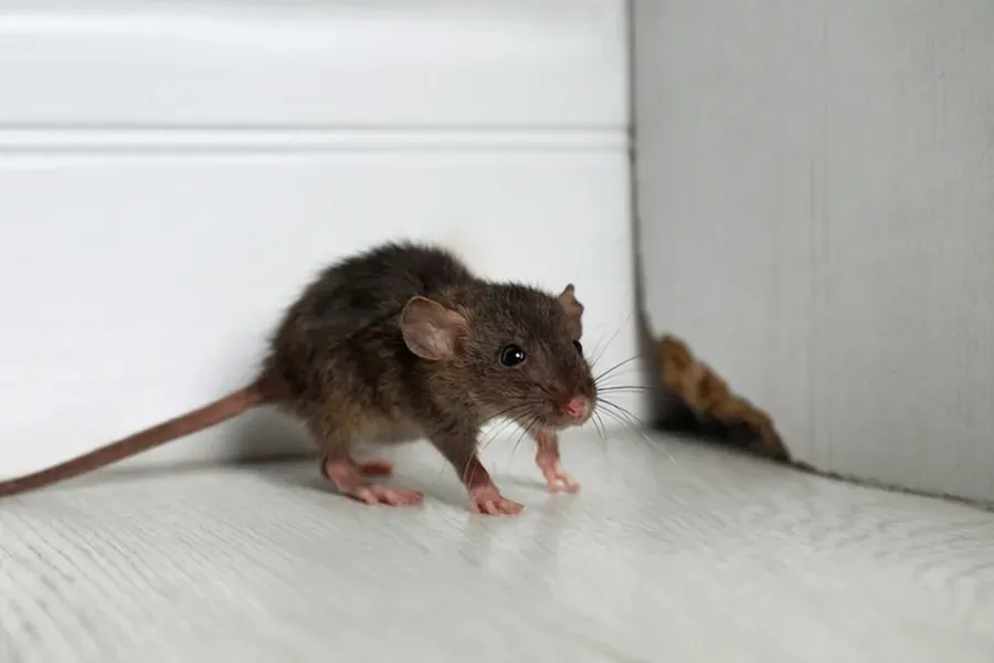 Expert Rodent Control Camden, SC Expert Rodent Control Camden, SC