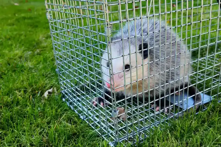 Professional Raccoon Removal Camden, SC Professional Raccoon Removal Camden, SC