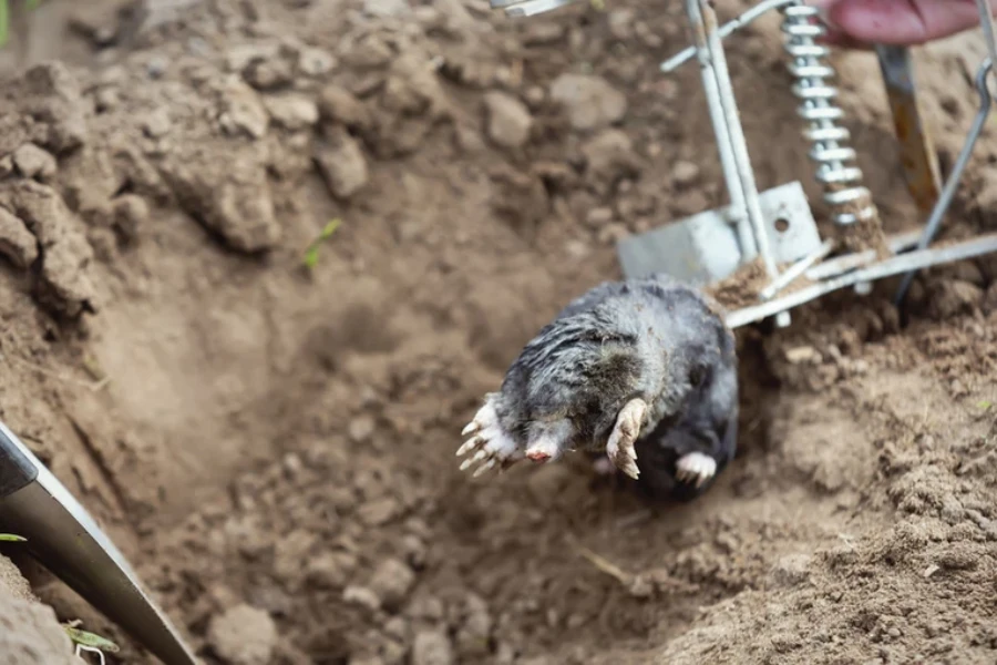 Reputable Raccoon Removal Camden, SC Reputable Raccoon Removal Camden, SC