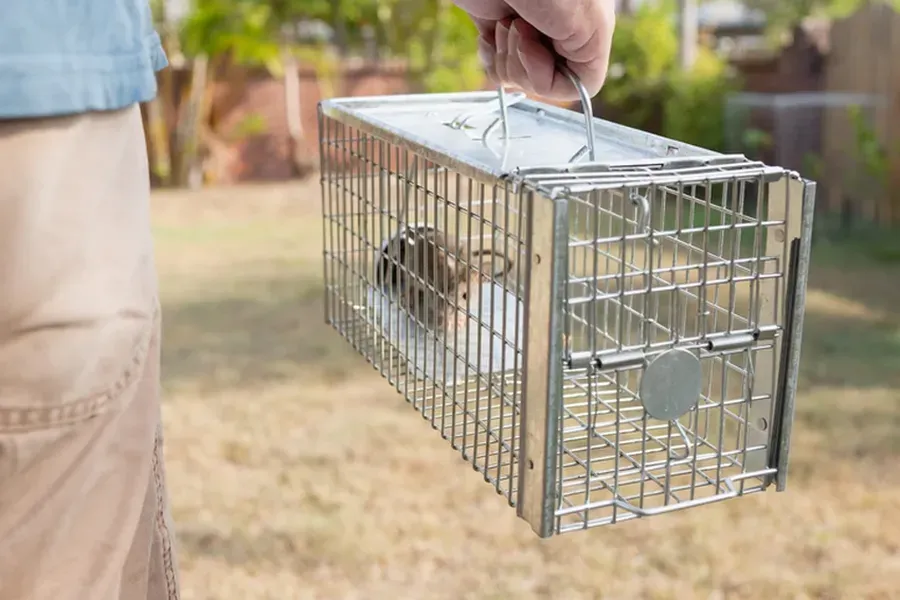 The Role Of Sanitation In Rodent Prevention And Control Camden, SC The Role Of Sanitation In Rodent Prevention And Control Camden, SC