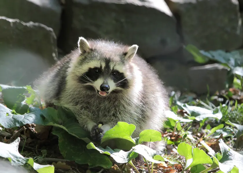 What To Expect During A Raccoon Removal Service Camden, SC What To Expect During A Raccoon Removal Service Camden, SC