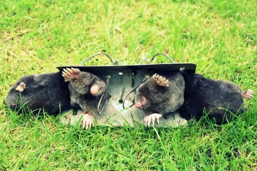 What To Expect During A Raccoon Removal Service Camden, SC What To Expect During A Raccoon Removal Service Camden, SC