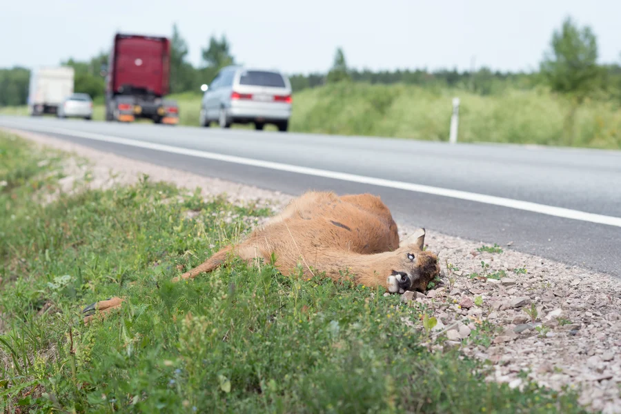 Excellent Dead Animal Removal Services in Camden, SC Excellent Dead Animal Removal Services in Camden, SC