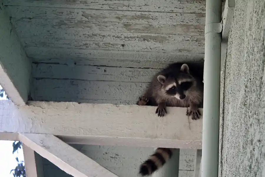 Excellent Raccoon Removal Services in Camden, SC Excellent Raccoon Removal Services in Camden, SC