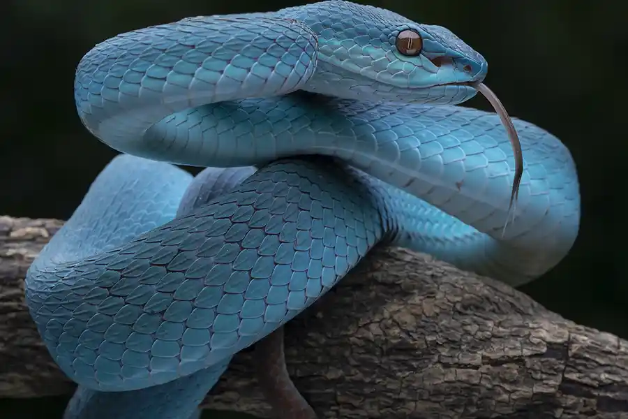 Excellent Snake Removal Services in Camden, SC Excellent Snake Removal Services in Camden, SC