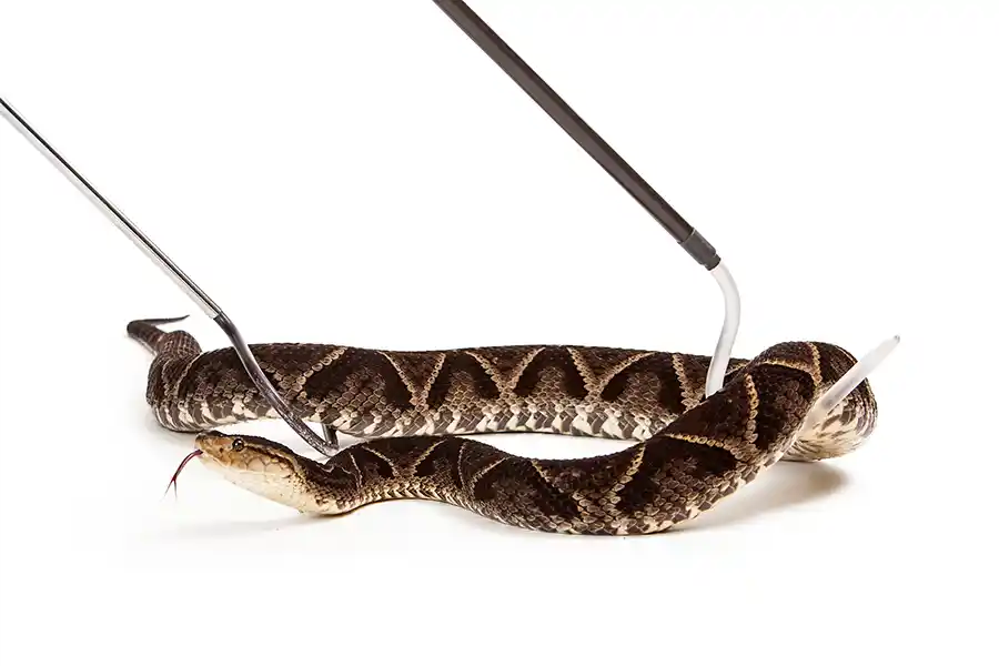 Experienced Snake Removal Services in Camden, SC Experienced Snake Removal Services in Camden, SC