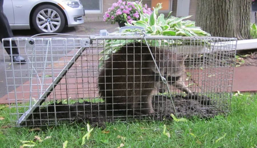 Reliable Raccoon Removal Services in Camden, SC Reliable Raccoon Removal Services in Camden, SC