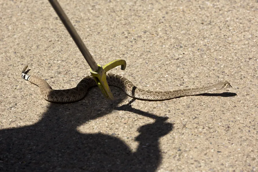 Snake Removal Services and Preventing Re Entry Camden, SC Snake Removal Services and Preventing Re Entry Camden, SC