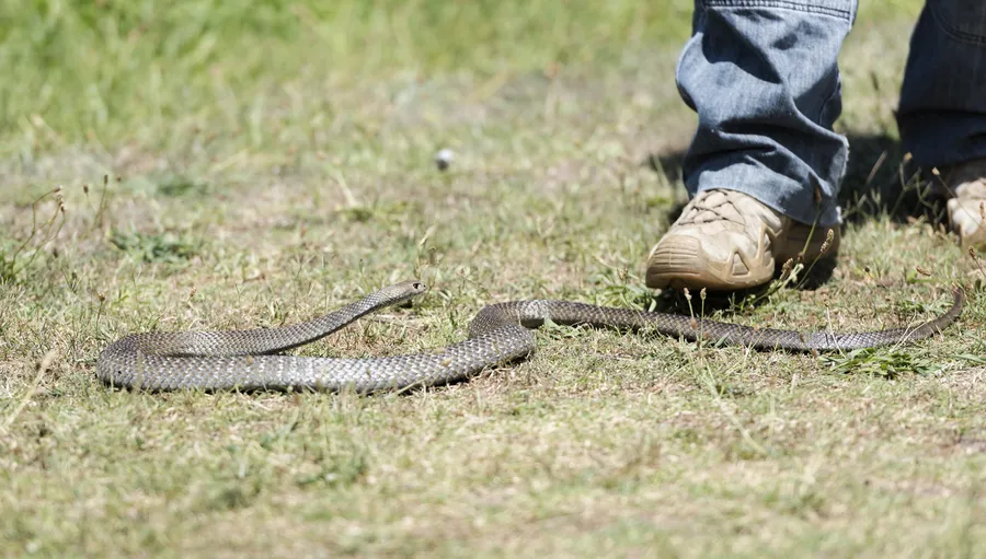 Snake Removal Services and Preventing Re Entry in Camden, SC Snake Removal Services and Preventing Re Entry in Camden, SC