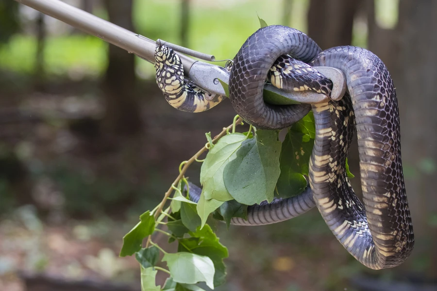 Snake Removal Services for Urban Properties Camden, SC Snake Removal Services for Urban Properties Camden, SC