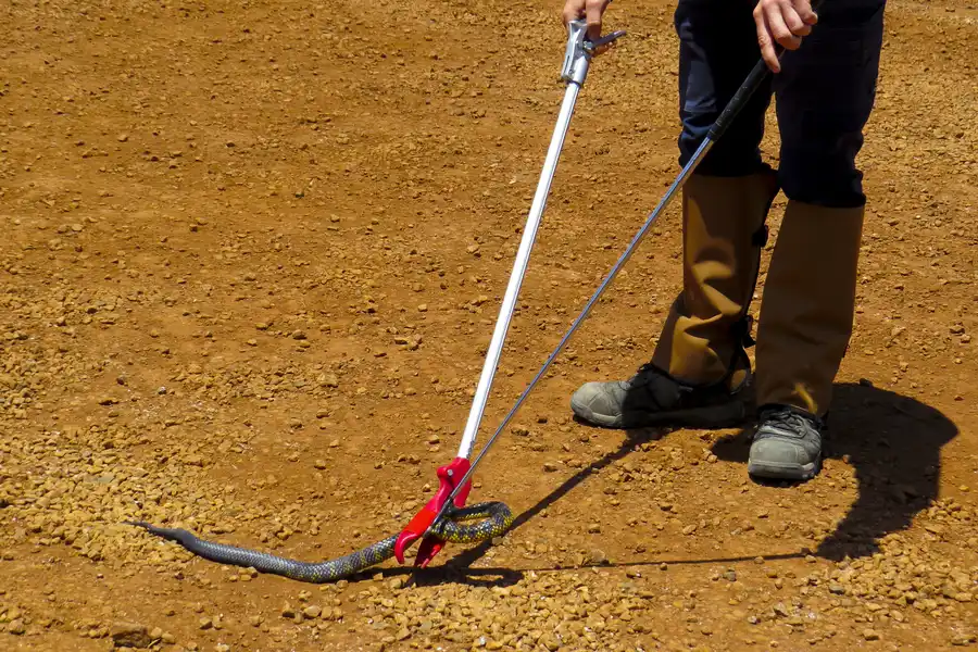 Snake Removal Services for Urban Properties in Camden, SC Snake Removal Services for Urban Properties in Camden, SC